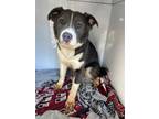 Adopt Missie / Trouble a Border Collie, Pit Bull Terrier