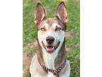 Adopt Niko a Siberian Husky, Mixed Breed