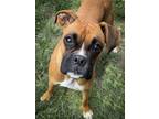 Adopt Paisley a Boxer, Mixed Breed