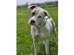 Adopt Juliette a Pit Bull Terrier