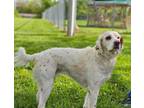 Adopt Darcy Jean a English Setter
