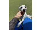 Adopt Tink a Rat Terrier, Mixed Breed