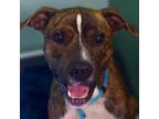 Adopt Angie a Pit Bull Terrier