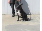 Adopt JOYCE MANOR a Pit Bull Terrier