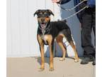 Adopt AZURA a Rottweiler, Pit Bull Terrier