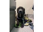 Adopt ELODIE a Cane Corso, Mixed Breed
