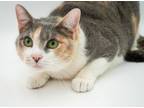 Adopt Kitty a Domestic Short Hair