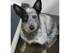Adopt Lana a Australian Cattle Dog / Blue Heeler, Mixed Breed