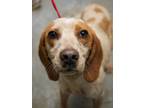 Adopt Wilma a Beagle, Mixed Breed