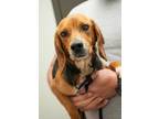 Adopt Stella a Beagle, Mixed Breed