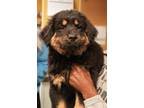 Adopt Willow a Rottweiler, Mixed Breed