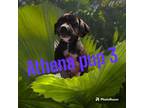 Adopt Athena Pup 3 a Pit Bull Terrier
