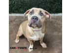 Adopt Mary Kay a Pit Bull Terrier