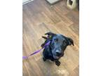 Adopt Riley a Labrador Retriever