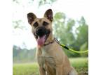 Adopt Sissy a Black Mouth Cur