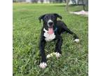 Adopt Darla a Black Labrador Retriever, Pit Bull Terrier
