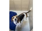 Adopt CORN a Treeing Walker Coonhound, Mixed Breed