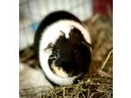 Adopt OREO a Guinea Pig