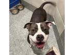 Adopt WINTER a Pit Bull Terrier