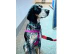 Adopt DAISY a Bluetick Coonhound