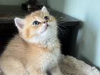 British Shorthair Exotic Kittens