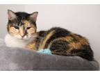 Adopt Purrl a Domestic Medium Hair