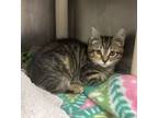 Adopt Snassy a Domestic Short Hair