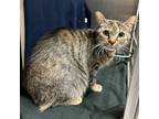 Adopt Rosie a Domestic Short Hair