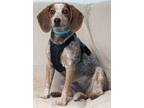 Adopt Piper a Beagle