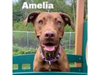 Adopt Amelia 240352 a Mixed Breed