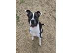 Adopt INDY a Staffordshire Bull Terrier
