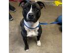 Adopt Reeses K 20 a Pit Bull Terrier