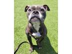 Adopt Tenny a Pit Bull Terrier, Mixed Breed