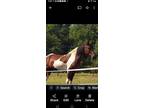 Spotted Saddle Horse(Gaited) Gelding in MARSHALL ILLINOIS