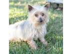 Adopt PIXIE a Yorkshire Terrier