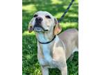 Adopt Chestnut a Labrador Retriever, Mixed Breed