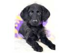 Adopt Julia a Standard Poodle, Mixed Breed