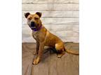 Adopt WILLOW a Pit Bull Terrier, Mixed Breed