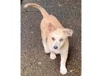 Adopt Nerys a German Spitz, Mixed Breed