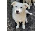 Adopt Tasha a American Eskimo Dog, Mixed Breed