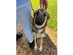 Adopt 55888666 a German Shepherd Dog, Mixed Breed