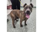 Adopt CAMILA a Pit Bull Terrier, Mixed Breed
