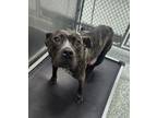 Adopt GIDGET a Pit Bull Terrier, Mixed Breed
