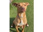 Adopt JEWEL a Pit Bull Terrier