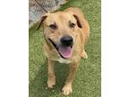 Adopt DAISEY a Labrador Retriever, Mixed Breed