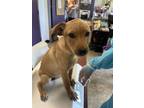 Adopt NELLY a Labrador Retriever, Mixed Breed