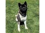 Adopt Asuka--In Foster a Akita