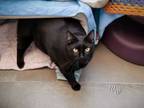 Adopt BOO a Domestic Short Hair