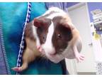 Adopt MAMA'S FAMOUS MEATLOAF a Guinea Pig