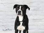 Adopt BELL a Boxer, Mixed Breed